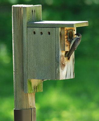 Tree Swallows moved in