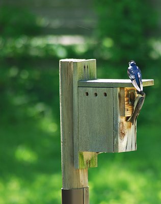 After the bluebirds moved out