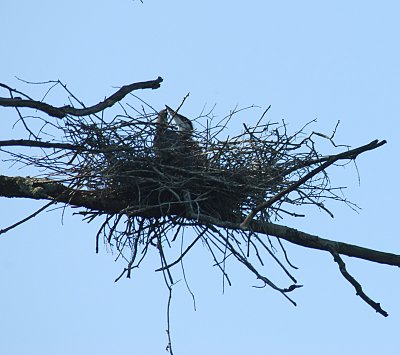 Two Baby Blue Herons