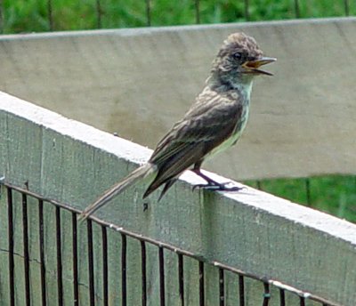 Eastern Phoebe