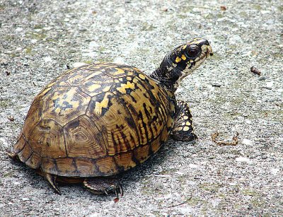 Eastern Box Turtle