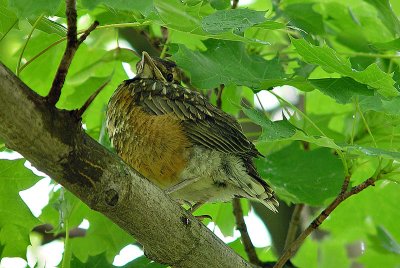 Robin Fledgling