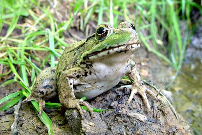 May 21 2008 046Frog Article800.jpg