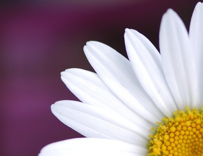 the_daisy_project
