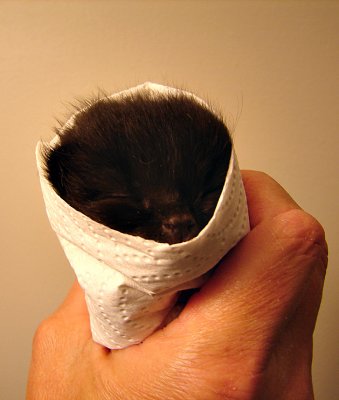 Kitten Burrito, Anyone?