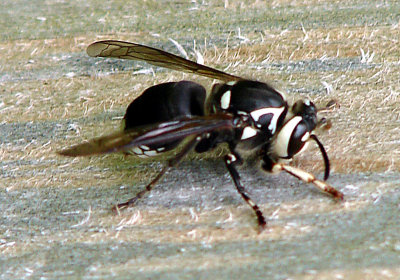 Bald-faced Hornet