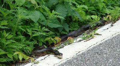 Rat snake