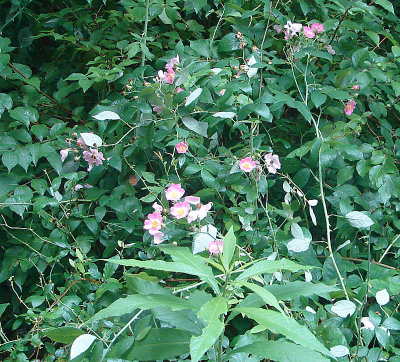 Rugosa rose bush