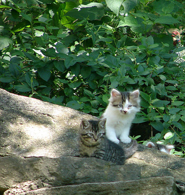 Two and a quarter kittens