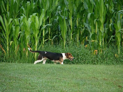 Beagle in the corn