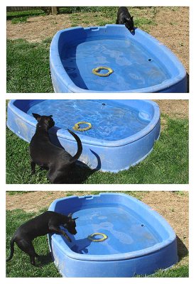 For a dog who loves water...