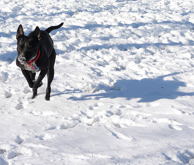 Speedy snow dog
