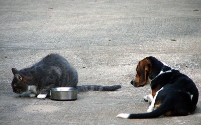 Uh, do you know that's DOG food?