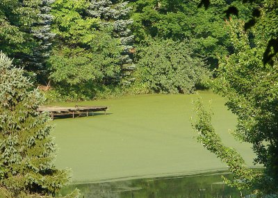 Dock on a green pond