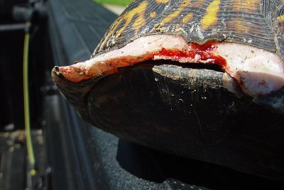 A Bad Day for One Turtle