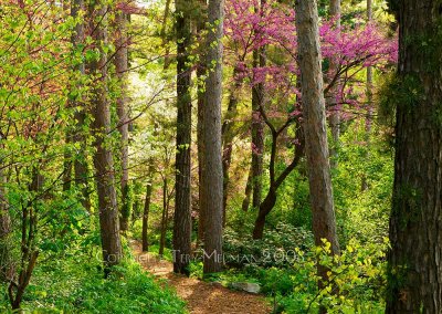 Spring in the University of Michigan arboretum