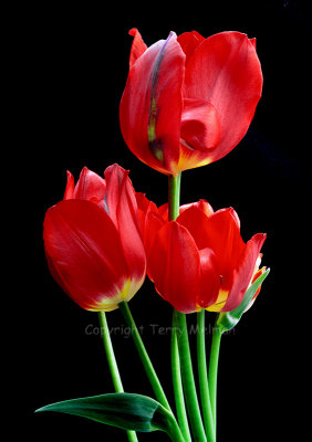  Red Tulips