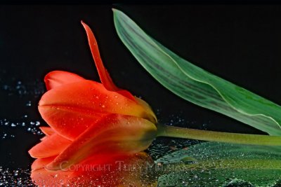 Red Tulip on mylar