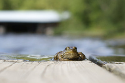 frog on dock.jpg