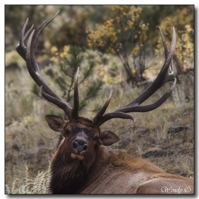 Elk