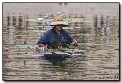 Water Gardener