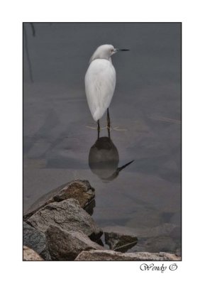 Egret