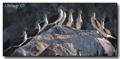 Still More Blue Footed Boobies