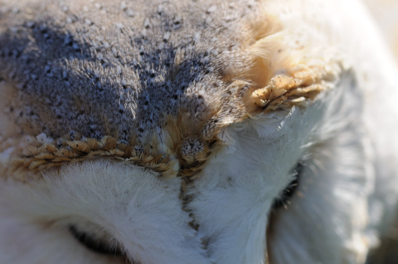 0311 HC Barn Owl Fringe.jpg