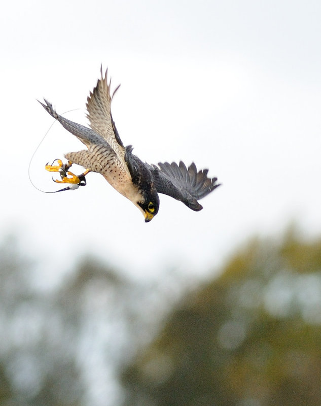 0424 HC Peregrine - 2.jpg