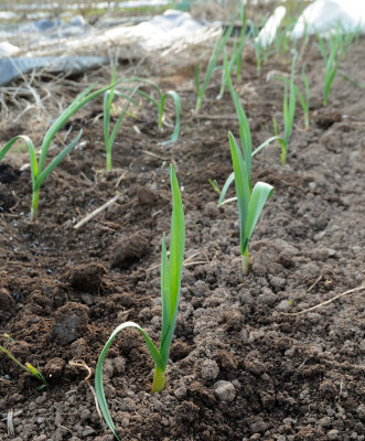 2888- Feb Garlic seedlings.jpg