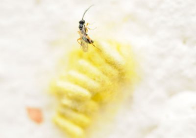 Death of a Cabbage white caterpillar - 1