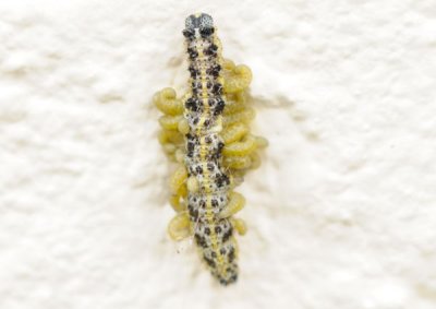 Death of a Cabbage white caterpillar - 3