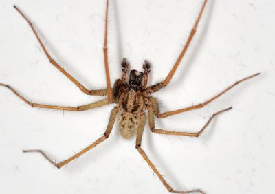 5977 Bathroom Spider