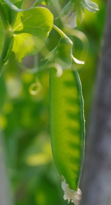 8481 - Peas - 1.jpg