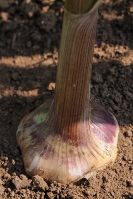 8520 - Garlic.jpg