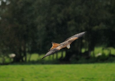hunting_kite