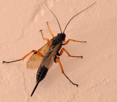 0062 Ichneumon wasp - 2.jpg