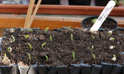 6210 - Telegraph Pea seedlings.jpg