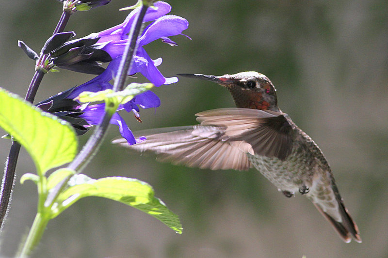 IMG_5653 hummers.jpg