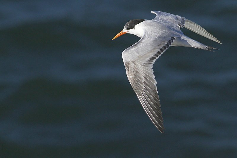 IMG_0810 terns.jpg