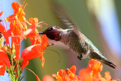 IMG_5598 hummers.jpg