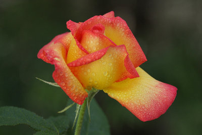 IMG_5264 roses.jpg