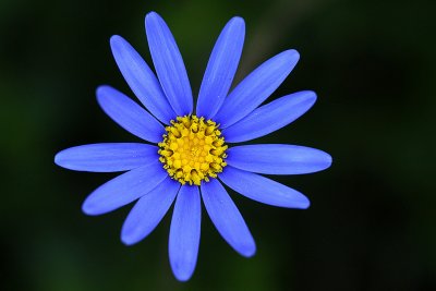 IMG_5181 sdbg.jpg
