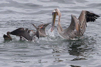 IMG_0542 pelicans.jpg