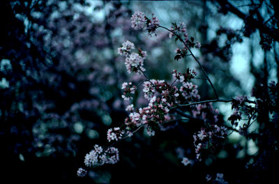 200905-D-M7-KR64-80ISO-NOCT-14 copy.jpg