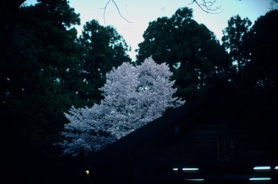 200905-D-M7-KR64-80ISO-NOCT-21 copy.jpg