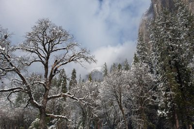 0185-Trees-Rocks-and-Snow.jpg