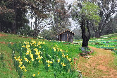 0097-A-Place-called-Daffodil-Hill.jpg