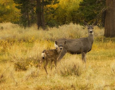 8486-Mother-and-Daughter.jpg
