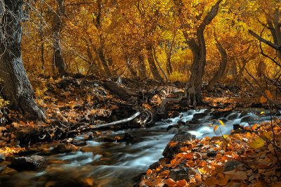4591-Golden-Forest-M.jpg